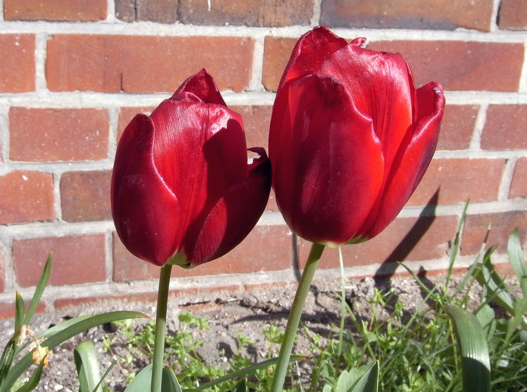Tulipanes y ladrillos – Viviendista